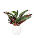 Calathea Stromanthe Sanguinea “Magic Star”