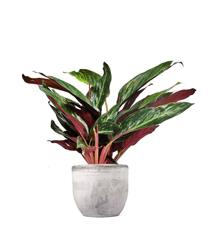 Calathea Stromanthe Sanguinea “Magic Star”