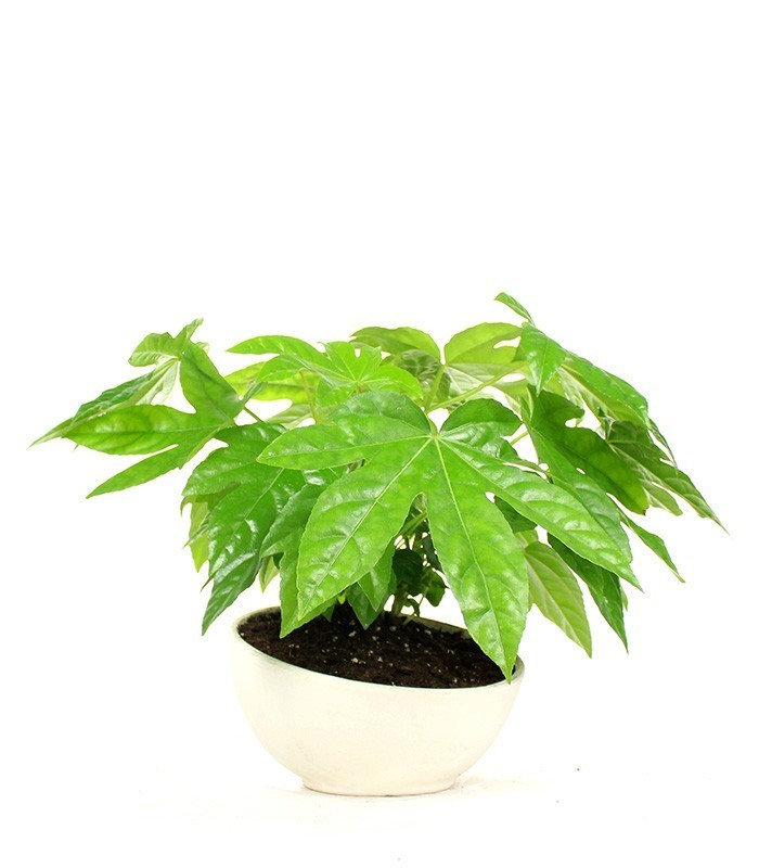 Fatsia vaso ciotola in terracotta