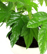 Fatsia vaso ciotola in terracotta