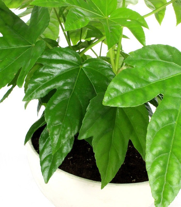 Fatsia vaso ciotola in terracotta