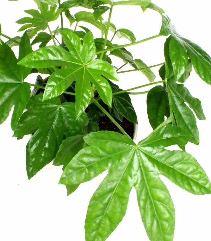 Fatsia vaso ciotola in terracotta