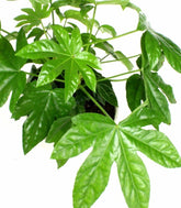 Fatsia vaso ciotola in terracotta