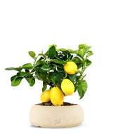 Pianta di limone