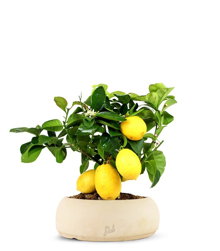 Pianta di limone