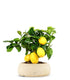 Pianta di limone
