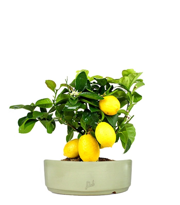 Pianta di limone