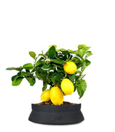 Pianta di limone