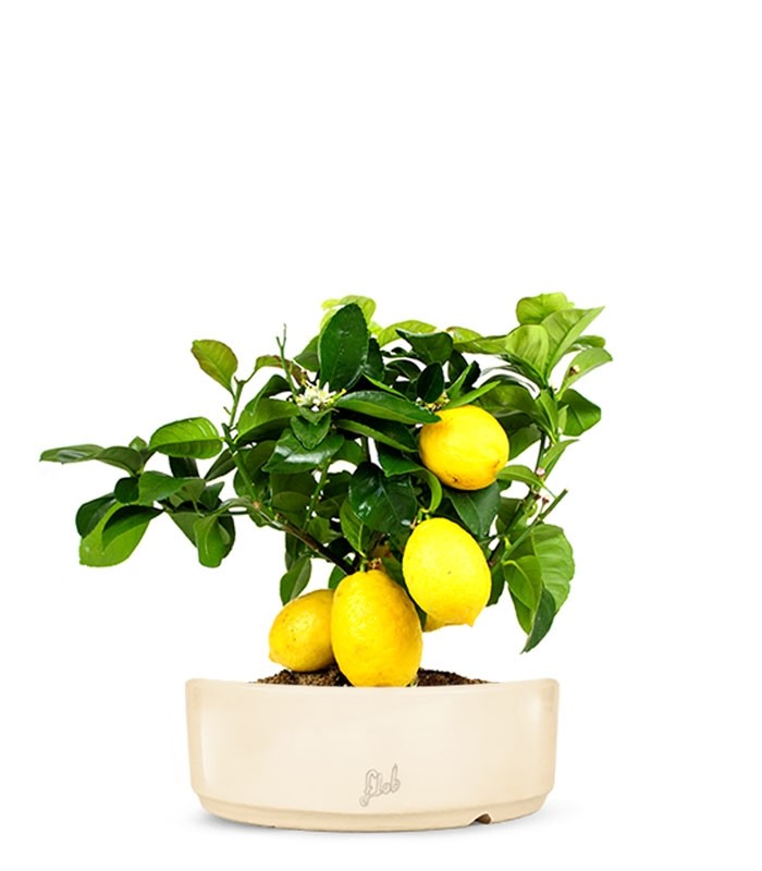 Pianta di limone