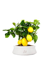 Pianta di limone