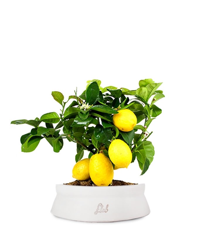 Pianta di limone