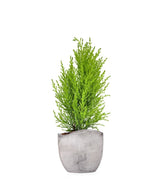 Cipresso Golden Crest in vaso