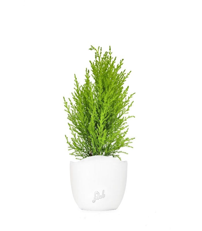 Cipresso Golden Crest in vaso
