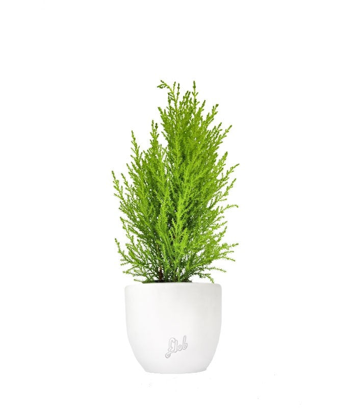Cipresso Golden Crest in vaso