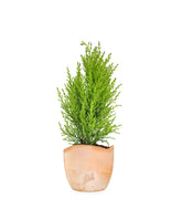 Cipresso Golden Crest in vaso