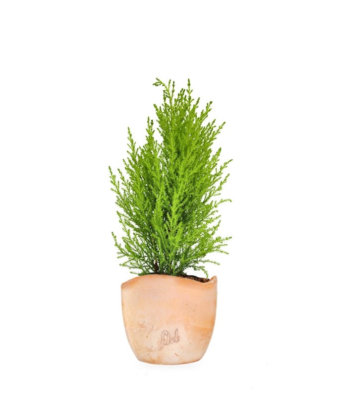 Cipresso Golden Crest in vaso