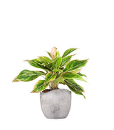 Aglaonema "Sparkling Sarah"