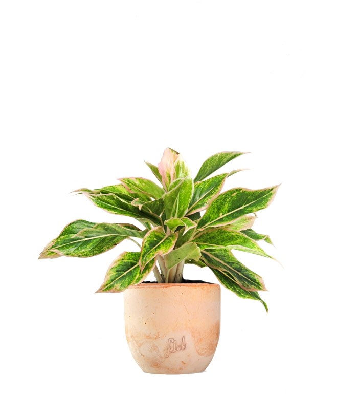 Aglaonema "Sparkling Sarah"