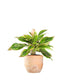 Aglaonema "Sparkling Sarah"