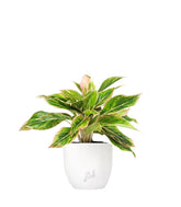 Aglaonema "Sparkling Sarah"