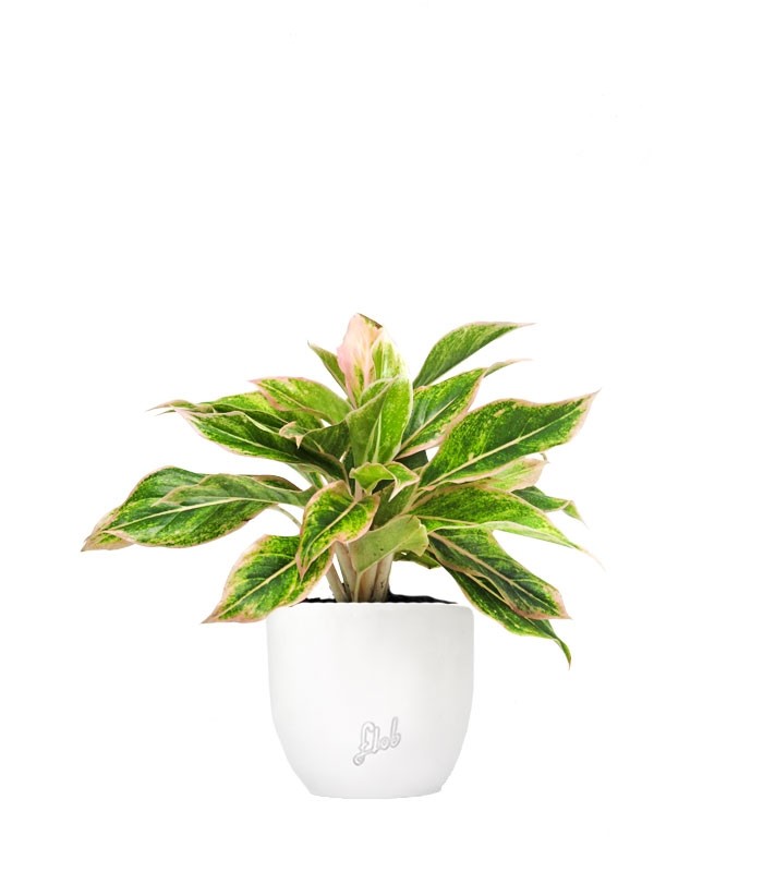 Aglaonema "Sparkling Sarah"