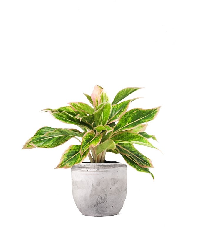 Aglaonema "Sparkling Sarah"