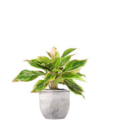 Aglaonema "Sparkling Sarah"