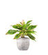Aglaonema "Sparkling Sarah"