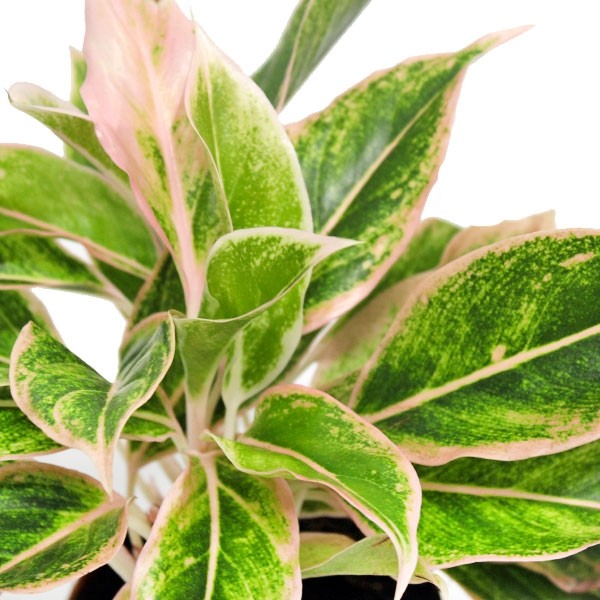 Aglaonema "Sparkling Sarah"