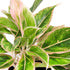 Aglaonema "Sparkling Sarah"