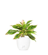 Aglaonema "Sparkling Sarah"