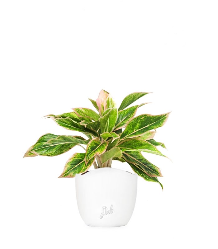 Aglaonema "Sparkling Sarah"