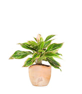 Aglaonema "Sparkling Sarah"