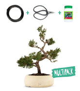 Juniperus Itoigawa Kit