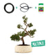 Juniperus Itoigawa Kit
