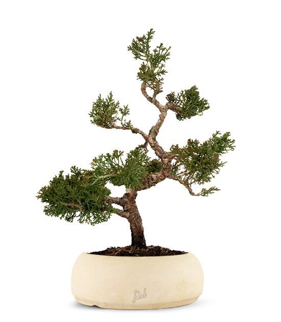 Juniperus Itoigawa Kit