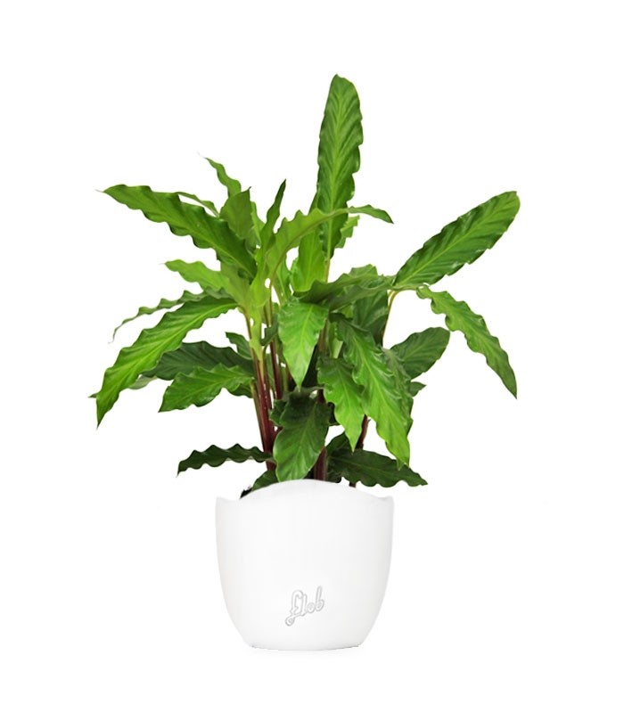 Calathea Rufibarba