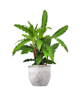 Calathea Rufibarba