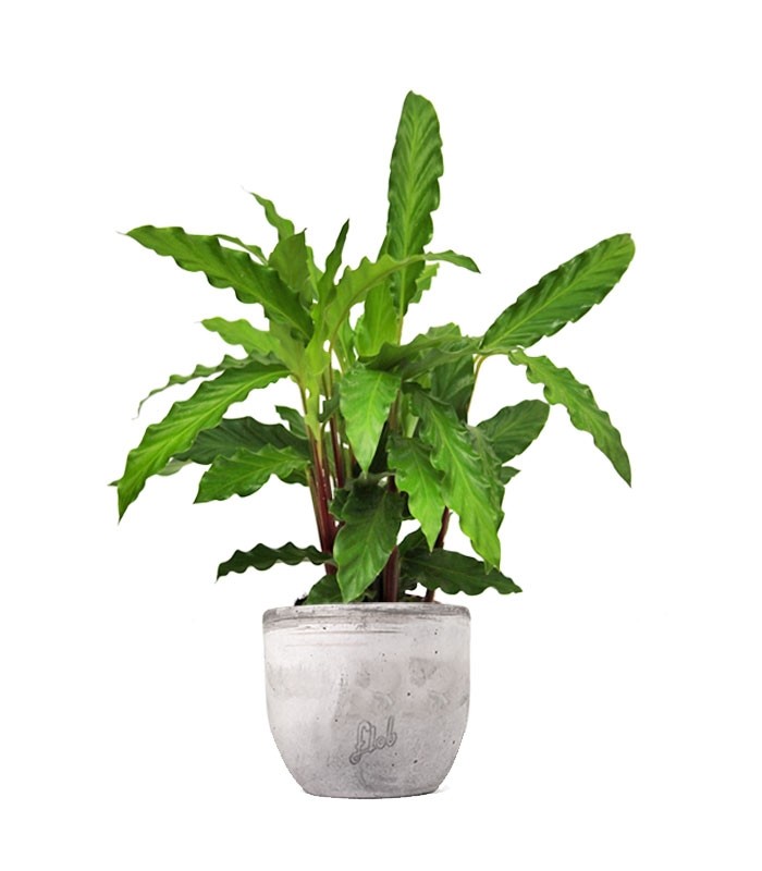 Calathea Rufibarba