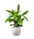 Calathea Rufibarba