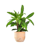 Calathea Rufibarba