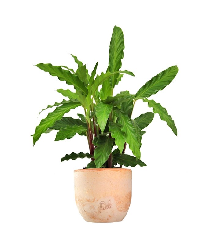 Calathea Rufibarba