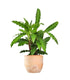 Calathea Rufibarba