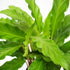 Calathea Rufibarba