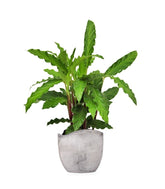 Calathea Rufibarba