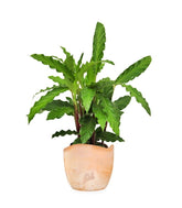 Calathea Rufibarba