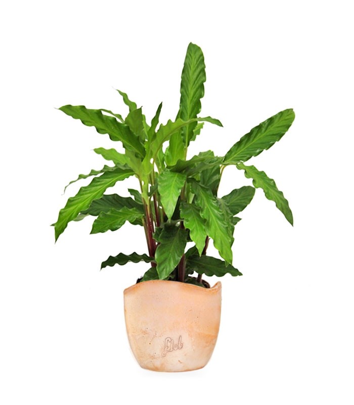 Calathea Rufibarba