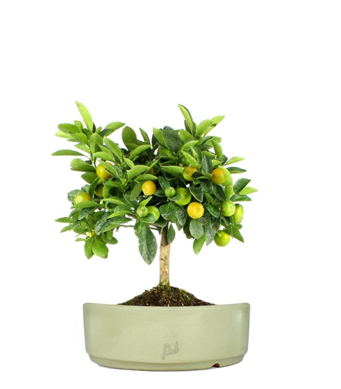 Limone Calamondino