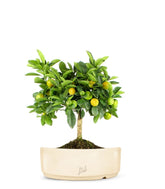 Limone Calamondino