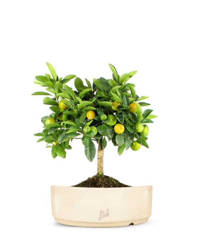 Limone Calamondino